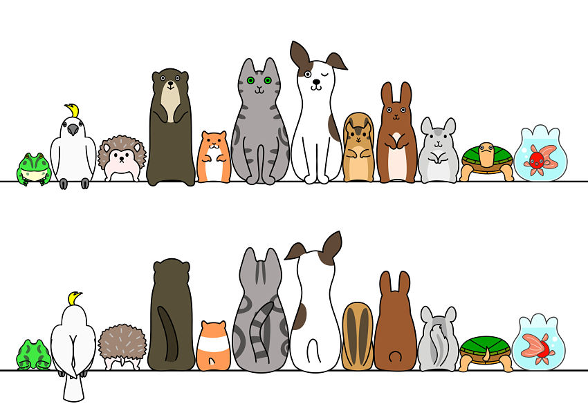 cartoon of pets lined up front and back poses