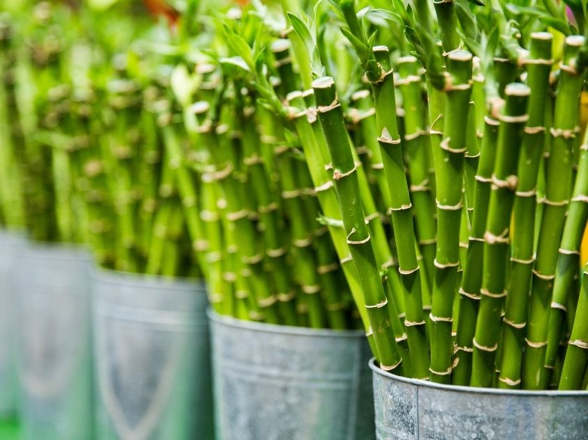 image of bamboo stalks